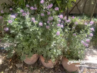  2 نبتة العطرية مزهرة ورائحة فواحة