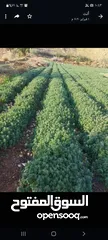  2 زعتر بلدي ورق سمسم بلدي سماق بلدي