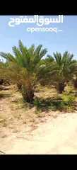  2 مزرعة للبيع في الكرامة