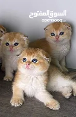  1 Scottish fold kittens