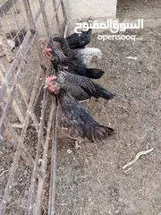  9 أرانب بلدي و فرنسي للبيع  ديوك بلدي للبيع