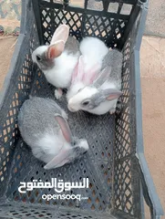  1 ارانب للبيع