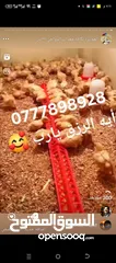  24 صوص لاحم مزارع   اعلاف ذره صويا شعير وعده محلات الدجاج   كيا فنتيرا موديل 1999ازرق كاش اواقساط