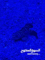  8 حوض سمك بحري نانو اجنبي 40x40 للبيع