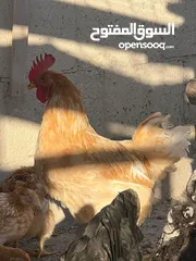  14 جاج لوهمان + بلدي بياض للبيع