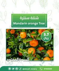  12 شتلات وأشجار البرتقال والحمضيات من مشتل الأرياف  أسعار منافسة نارنگی /  میندر کا درخت orange tree
