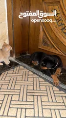  5 Pure Rottweiler