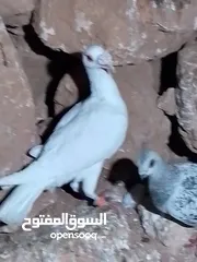  5 حمام للبيع