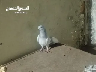  11 حمام للبيع