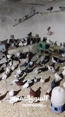  4 حمام للبيع اجنبي اجواز وفي بلدي اكمن حبه مشكل مشاء الله يطرح البركه لاصحاب النصيب
