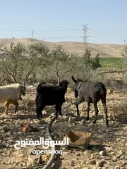  1 حمارة غنم، عمر سنتين صحة ممتازة