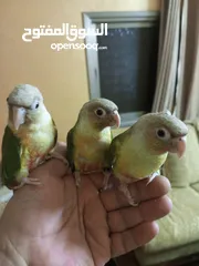  2 جرين شيك اناناس