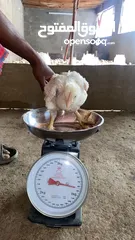  2 دجاج ابيض لاحم