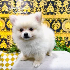  3 pomeranian dogs male and female 2 month old