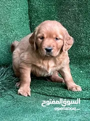  3 golden retriever puppies