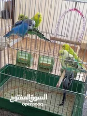  3 طيور حب زواج للبيع اشي مرتب اقرأ الوصف