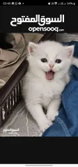  7 Adorable British Shorthair Kittens Looking for Their Forever Homes – Ready to Join Your Family