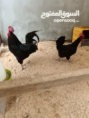  6 دجاج تهجين لوهمان وجيرسي الأسود