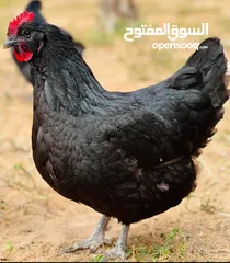  11 بيض مخصب وصيصان دجاج سلالات