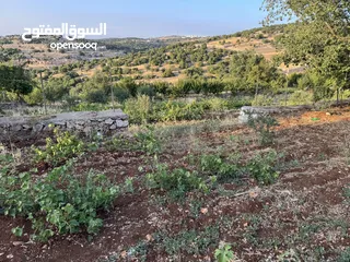  7 مزرعه للبيع / عجلون / رأس منيف