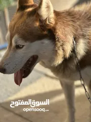  3 كلب هاسكي اشقر العمر 10 اشهر للبيع