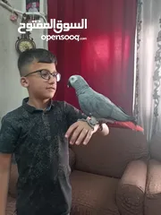  2 كاسكو متكلم بطلاقه بحكي مواجها