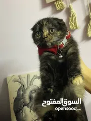  3 قطة انثى سكوتش للبيع