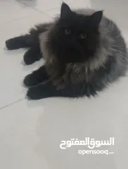 3 قطط للبيع نوع شانشلا