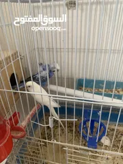  1 جوزين حب هوجو رومو مع أقفاصهم للبيع او بدل