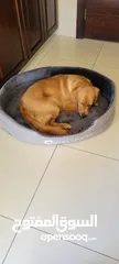  1 Golden retriever for sale