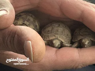  10 سلاحف بيبي وجمع الاحجام. تربيه مزرعه صحه   ونظافه top.  يوجد سلاحف ازواج. موسم تكاثرهم.
