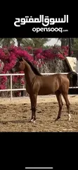  1 Arabic horse amazing