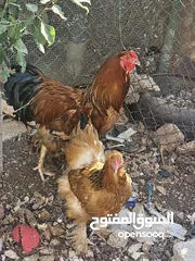  1 دجاج براهمي وحمام