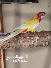  1 روزيلا انثي