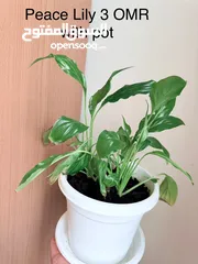  5 Indoor plants for sell