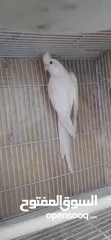 2 جوز كوكتيل البينو اهالي