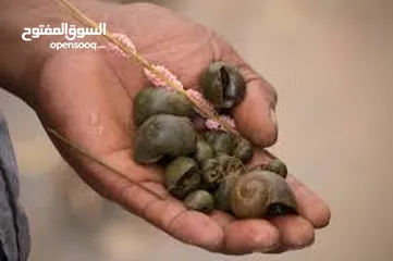  9 سلحفاه و بطه  و قطه شنشيلا و قط شيرازي  كتن بيبي ابيض و حلزون كركعه و بطبوطين  سلحفاة مائيه