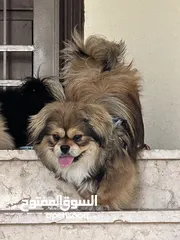  1 بكنيز بيور pekingese بيكينيز
