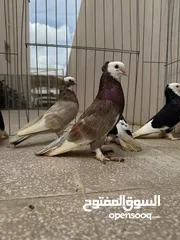  3 للبيع طيور زينه