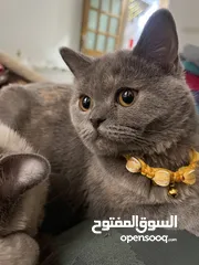  2 انثى سكوتش ستريت عمر 5 اشهر