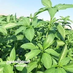  8 ملوووخيه جاهزه للطبخ او تفريزززز فرم على اليد ناعممم السعر حسب الكميه المطلوبه