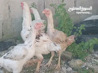  6 دجاج للبيع