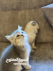  5 سكوتش فولد وستريت فل بيرو بسعر مناسب جدا