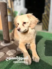  1 شيواوا العمر 11 شهر للبيع