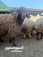  8 أغنام وا كافه جميع المواشي