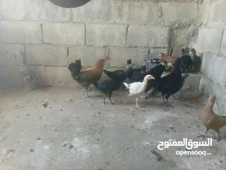  4 دجاج بلدي نخب اول للبيع