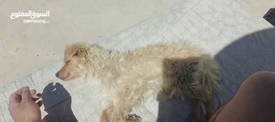  3 كلب زينه ذكر