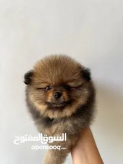  5 Pomeranian, 3 months كلب بوميرانيان ذكر عالي الجودة، عمره ثلاثة أشهر.