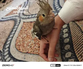  1 كلشي بل وصف