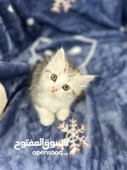  2 Two months old Persian kitten